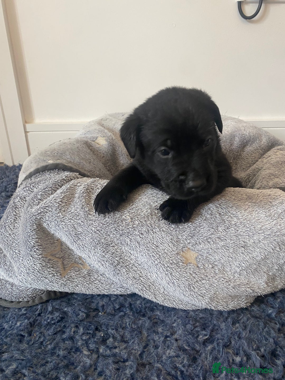 Labrador Retriever dogs for sale: Gorgeous Labrador puppies for sale! - Image 21