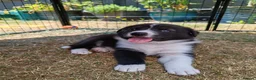 Mixed Breed dogs for sale: Border Collie/Husky Cross Puppies  - Advert 33