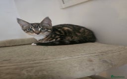Maine Coon cats for sale: Mainecoon x British shorthair 1xgirl available. - Image 1