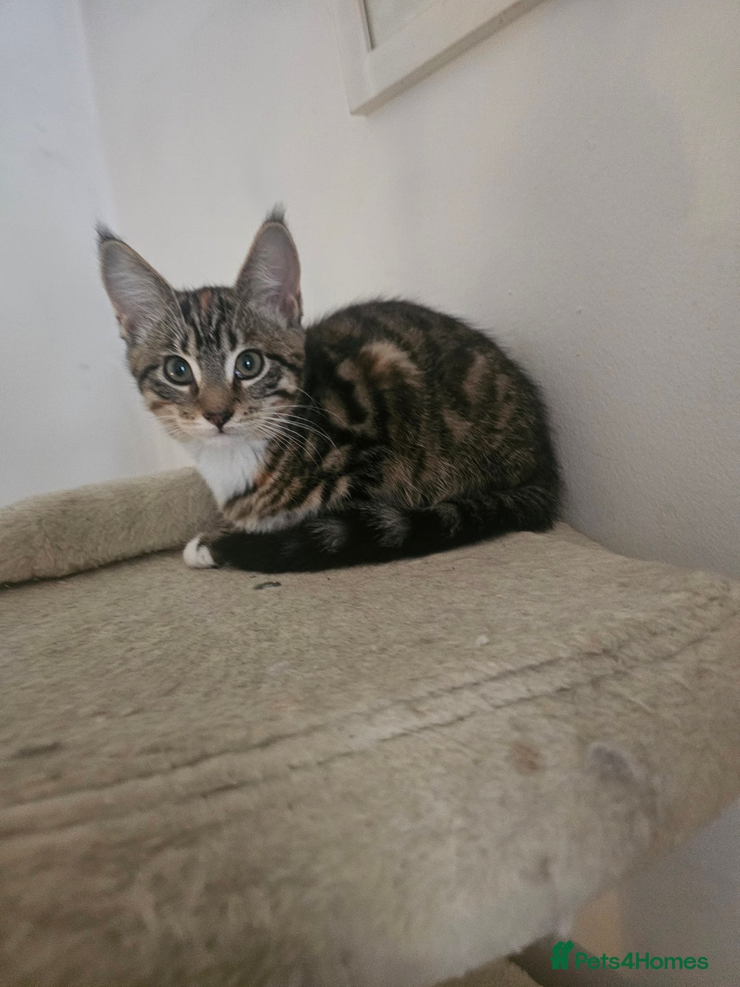 Maine Coon cats for sale: Mainecoon x British shorthair 1xgirl available. - Image 1