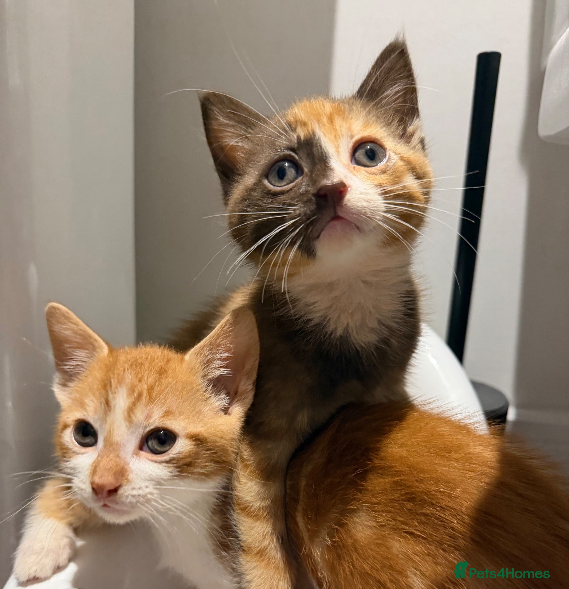 Mixed Breed cats for sale: Kittens ready for new homes now  - Advert 18