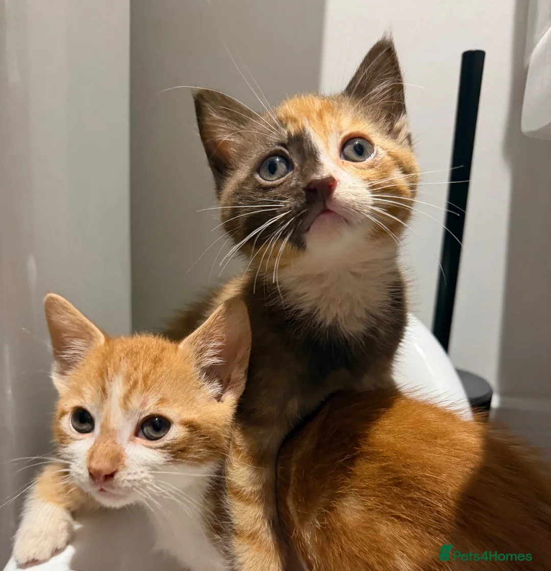 Mixed Breed cats for sale: Kittens ready for new homes now  - Advert 1