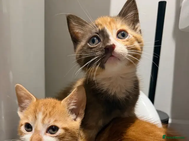 Mixed Breed cats for sale: Kittens ready for new homes now - Advert 18