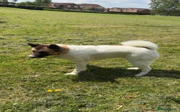 Akita dogs for sale: Akita for rehoming - Advert 9