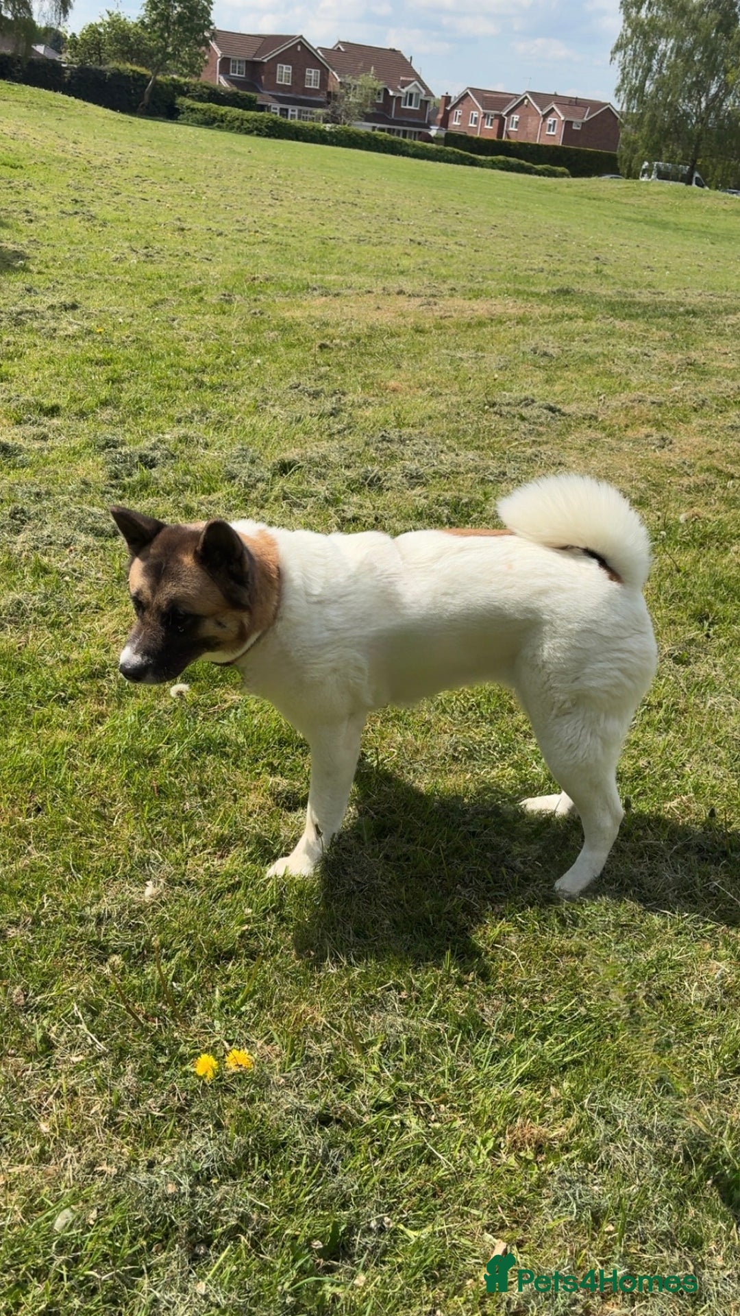 Akita dogs for sale: Akita for rehoming - Advert 9