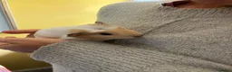 Guinea Pig rodents for sale: Gorgeous male Guinea Pig - Advert 3