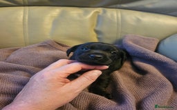 Mixed Breed dogs for sale: 1 pup available  - Image 1