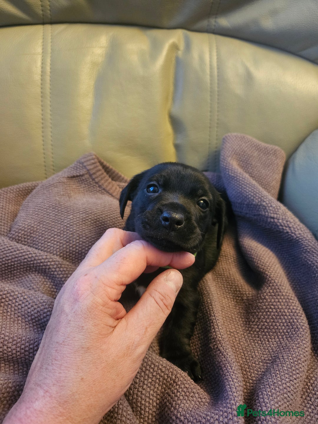 Mixed Breed dogs for sale: 1 pup available  - Image 1