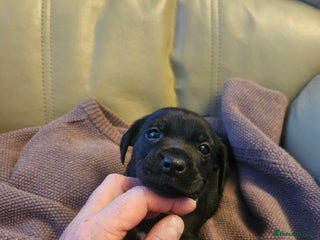 Mixed Breed dogs - Advert 24