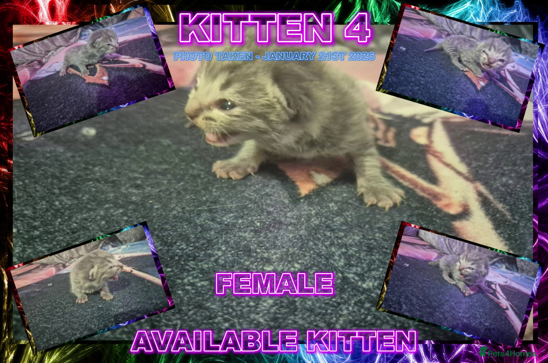 Mixed Breed cats for sale: Ragdoll X Grey Tabby Kittens For Sale - Advert 7