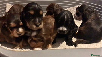 Cocker Spaniel dogs - Advert 13