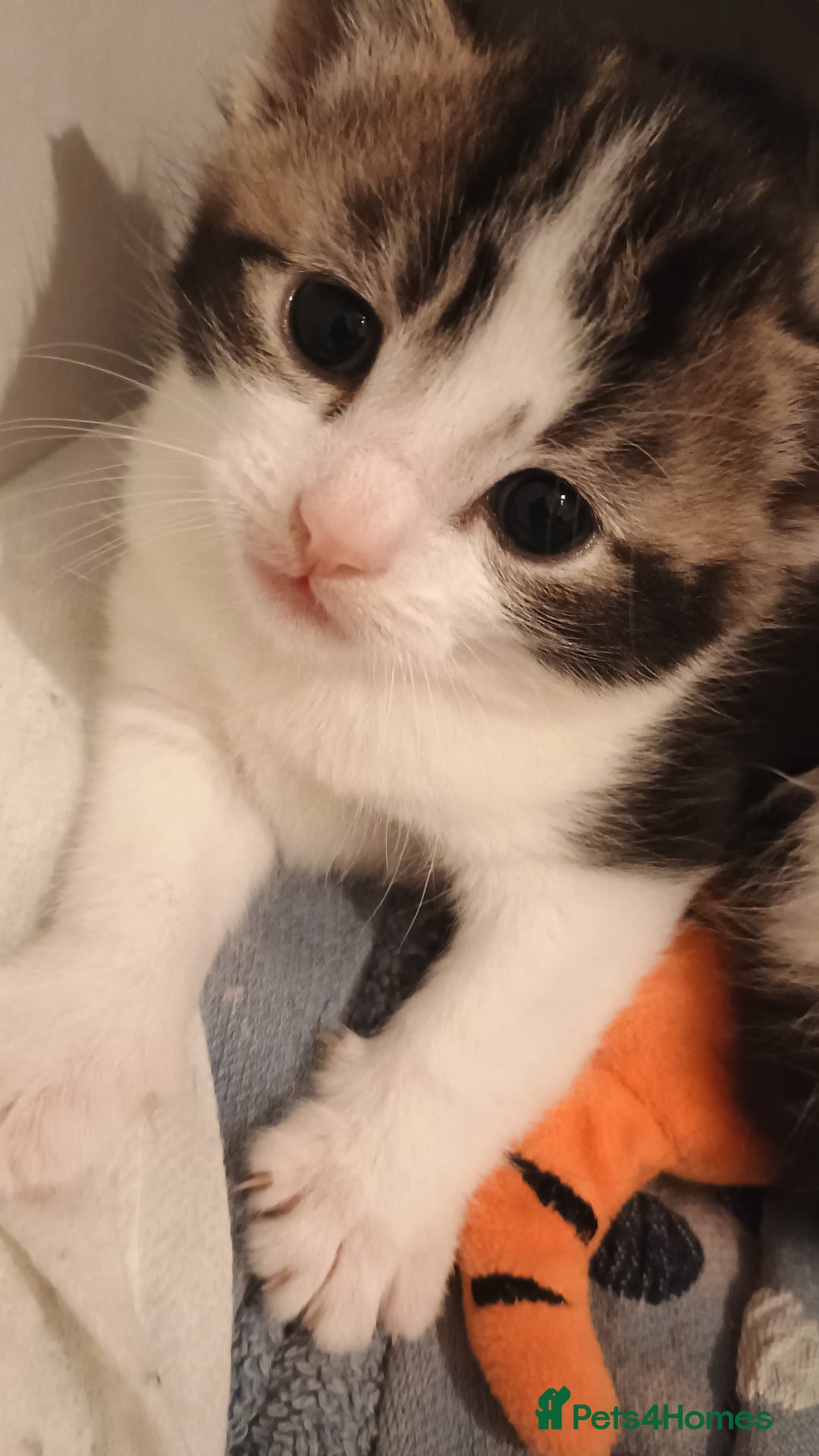 American Shorthair cats for sale: 1 male and 1 female 9 week old kittens for sale!!! - Advert 3