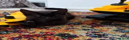 Mixed Breed cats for sale: Half Main Coon Kittens  - Advert 4