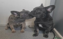 French Bulldog dogs for sale: 🐾  KLASSY BULLZ - KLASSY PUPZ 🐾  in Beckenham - Image 4