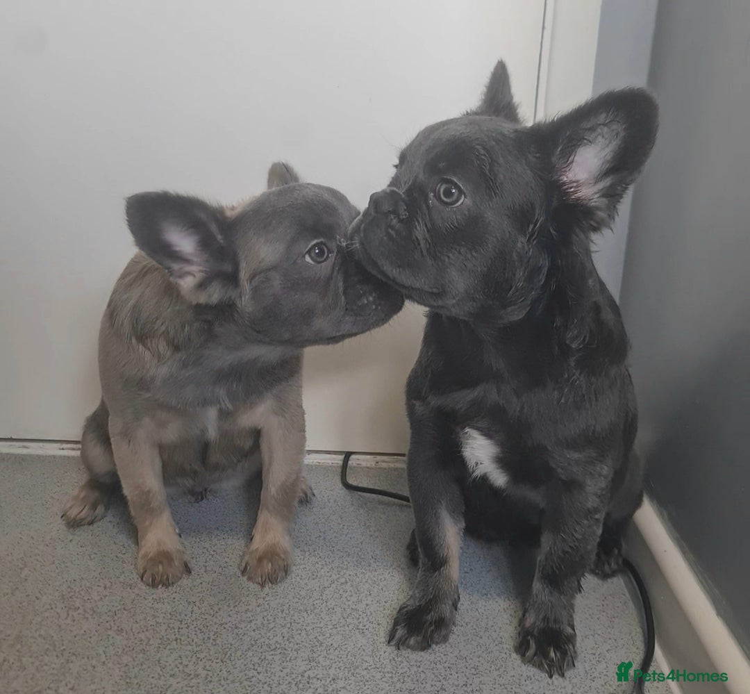 French Bulldog dogs for sale: 🐾  KLASSY BULLZ - KLASSY PUPZ 🐾  in Beckenham - Image 4