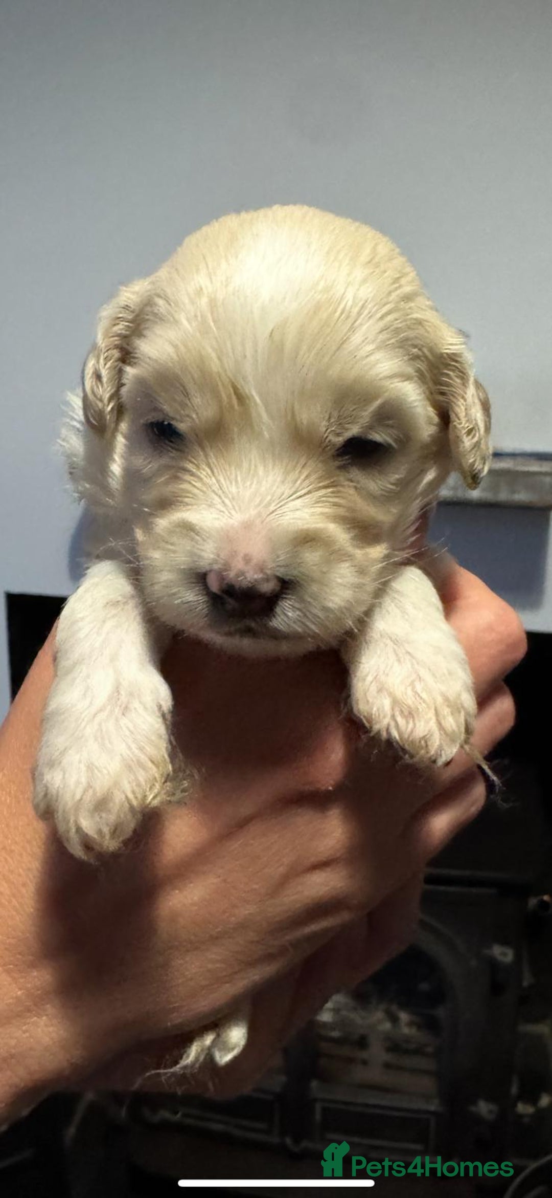 Cockapoo dogs for sale:  Tiny merle cockapoos   - Image 6