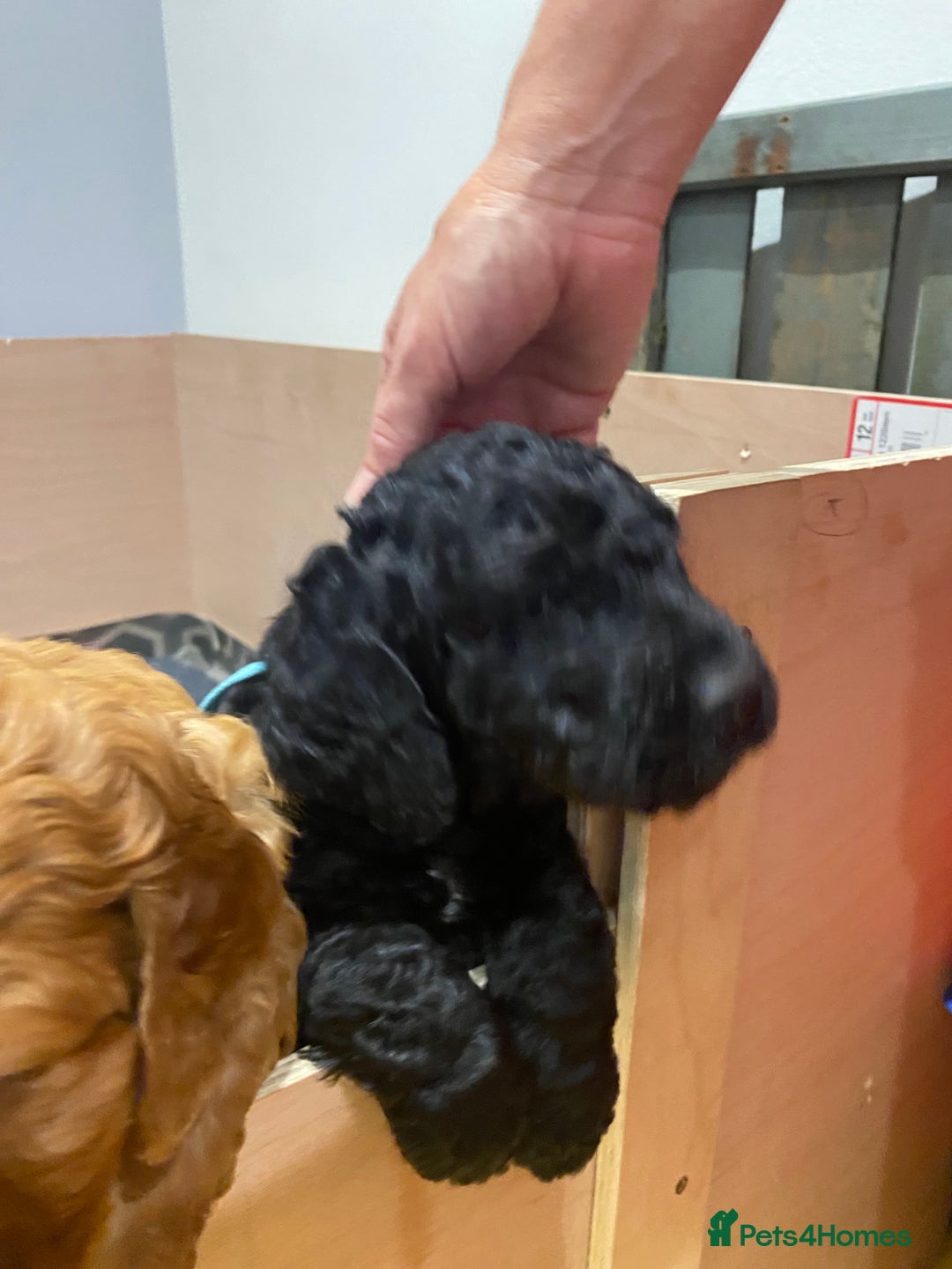 Irish Doodle dogs for sale: Irish doodle/ labradoodle - Image 25