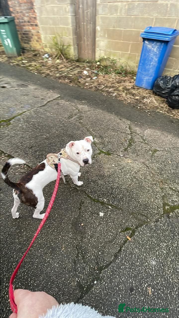 Staffordshire Bull Terrier dogs Koba is looking for his forever home - Advert 11