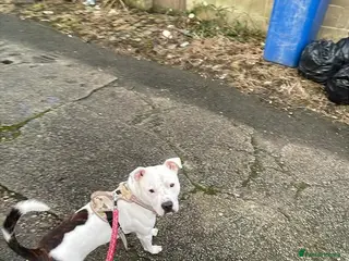 Staffordshire Bull Terrier dogs Koba is looking for his forever home - Advert 1