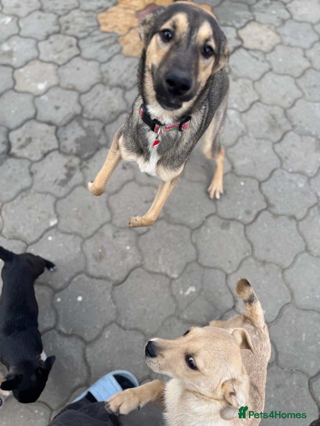 Mixed Breed dogs for adoption: MOCHI – a Superb young Girl for a Loving Home - Advert 11