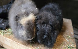 Guinea Pig rodents for sale: Adorable Swiss babies - Image 1