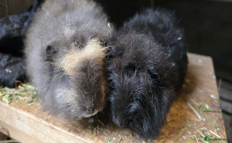 Guinea Pig rodents - Advert 2