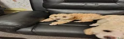 Cockapoo dogs for sale: Cockapoos last 4 little girls - Advert 8