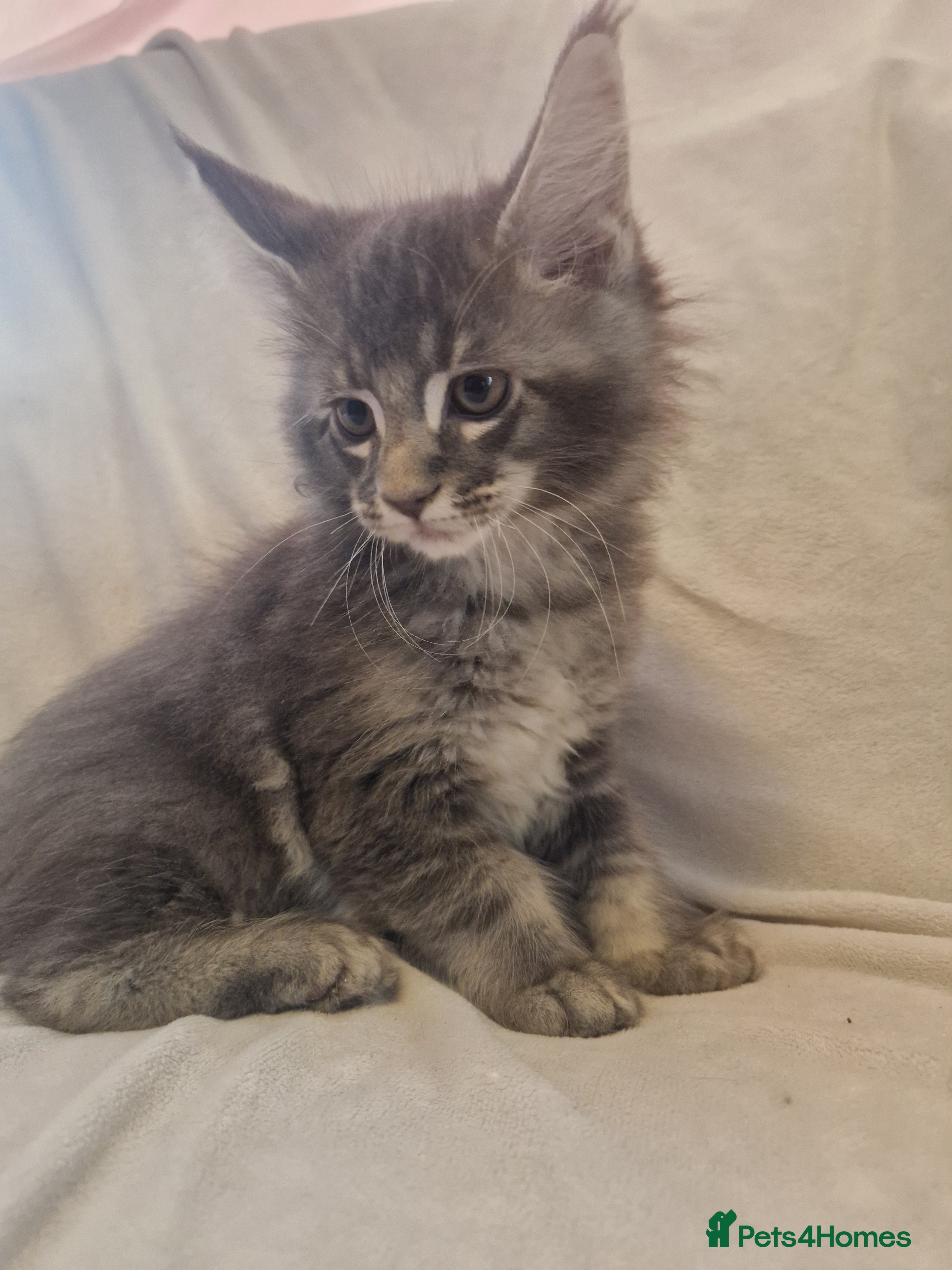 Maine Coon cats GCCF & TICA Maine Coon kittens Activ Available  - Advert 1
