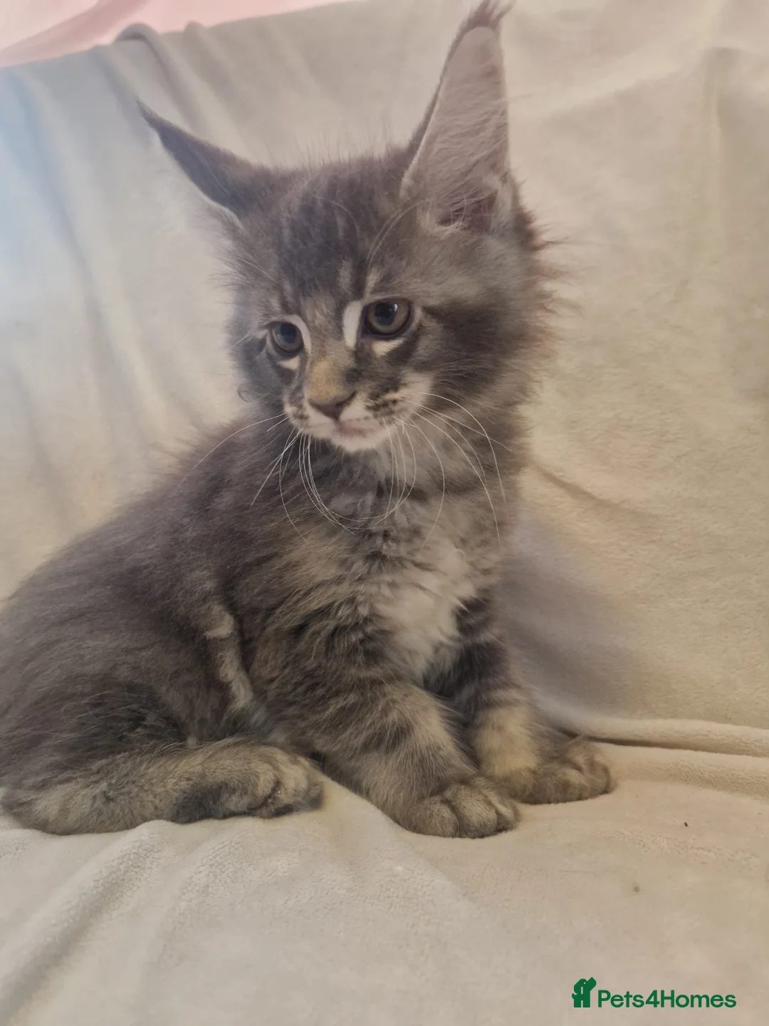 Maine Coon cats for sale: Maine Coon kittens - Advert 18