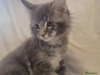 Maine Coon cats GCCF & TICA Maine Coon kittens Activ Available - Advert 3