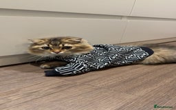 British Longhair cats for sale: Half British half Scottish fold male kitten  - Image 9