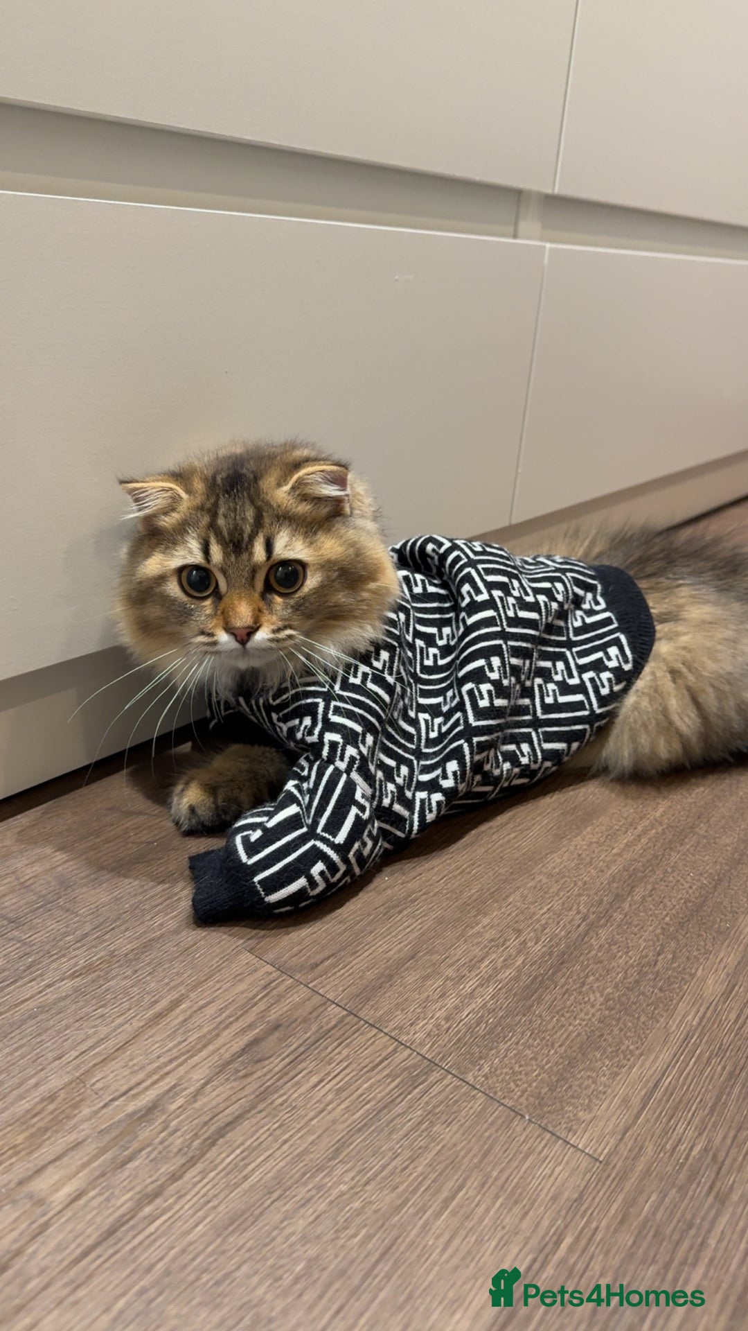 British Longhair cats for sale: Half British half Scottish fold male kitten  - Image 9