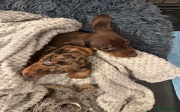 Miniature Dachshund dogs for sale: Miniature dachshund puppy brown boy ready to leave - Image 10