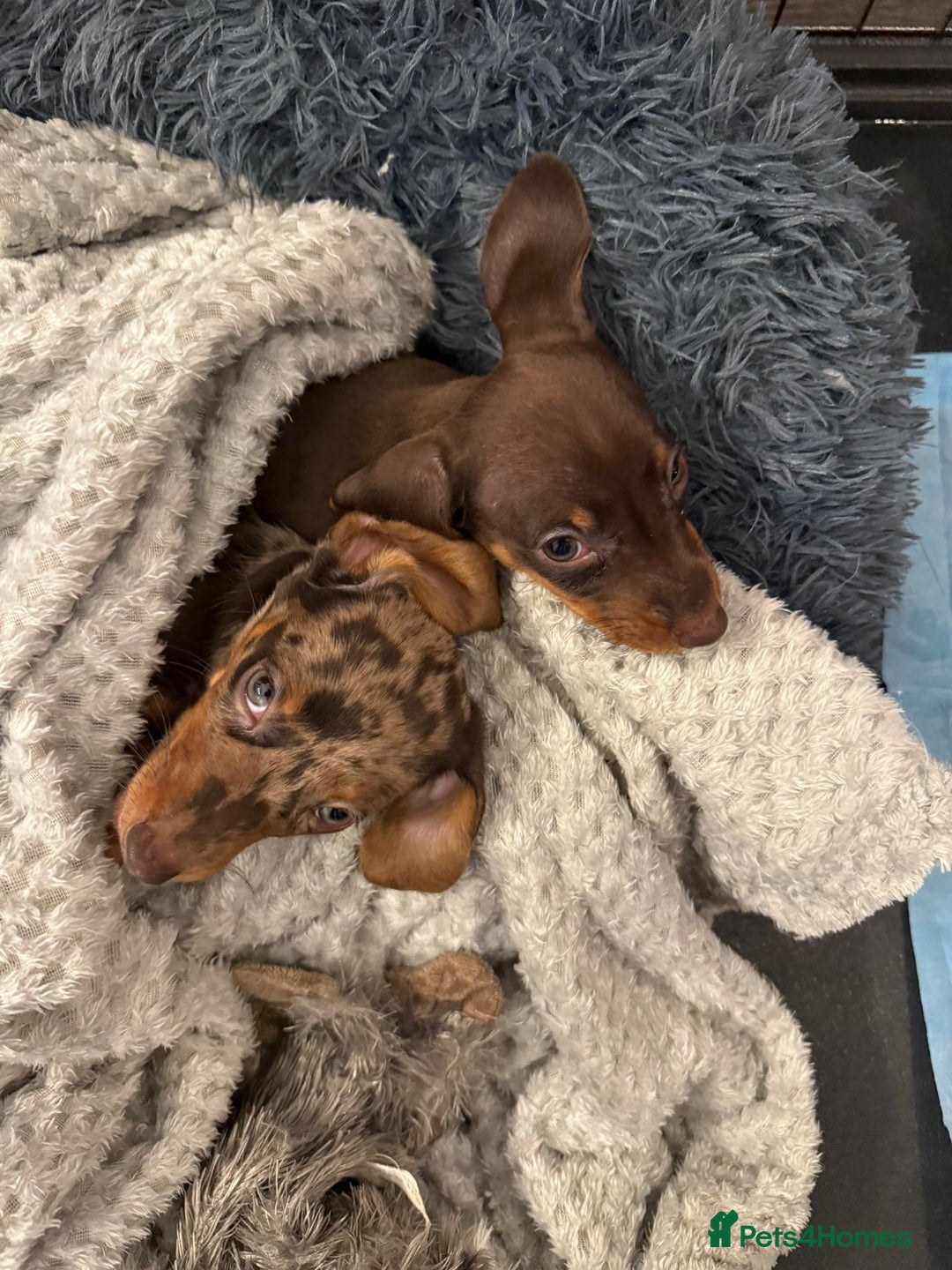 Miniature Dachshund dogs for sale: Miniature dachshund puppy brown boy ready to leave - Image 10