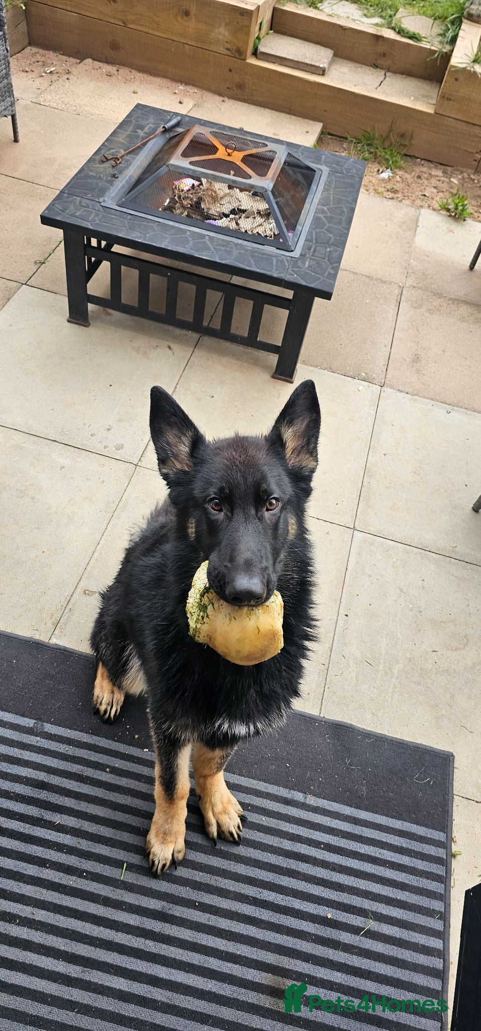 German Shepherd dogs 7 month old german shepard male - Advert 1