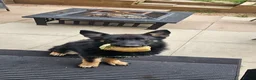 German Shepherd dogs for sale: 7 month old german shepard male in Burton-on-Trent - Advert 1