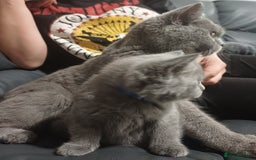 British Shorthair cats for sale: British Shorthair  - Image 35