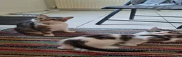 Mixed Breed cats for sale: Kitten for sale - Advert 3