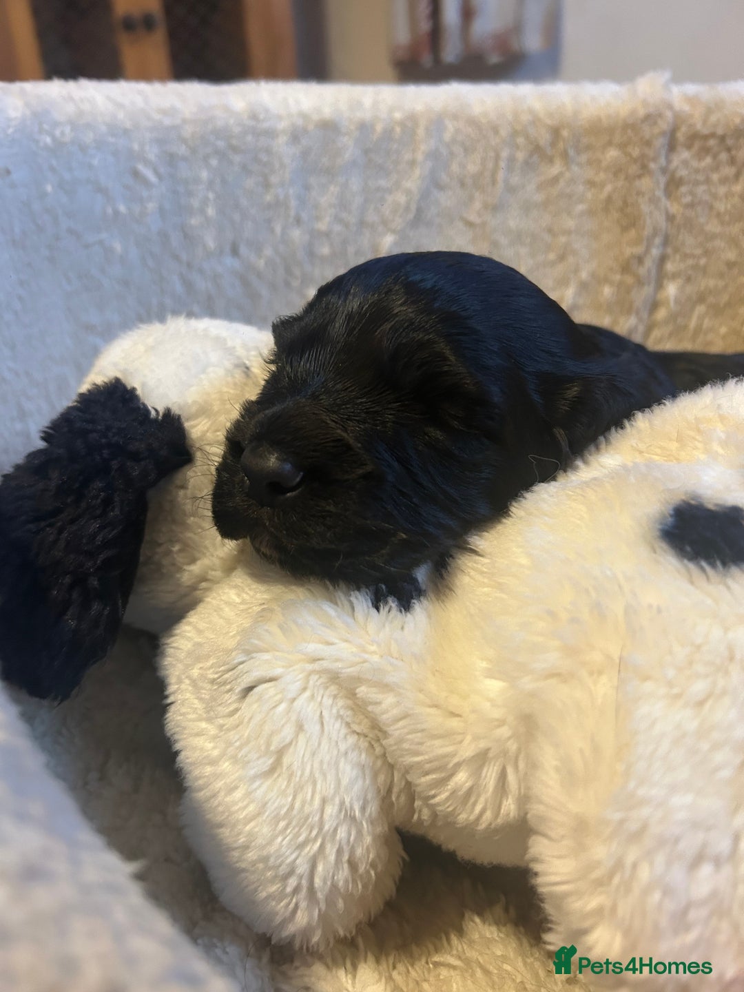 Cocker Spaniel dogs for sale: Working cocker spaniel - Image 3