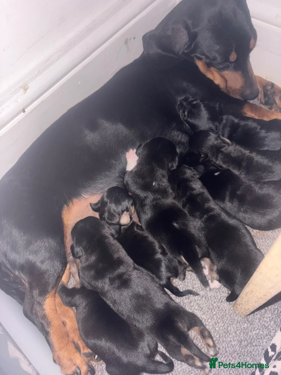 Jackshund dogs for sale: Dachshund x Jack Russel   in Peterborough - Advert 1