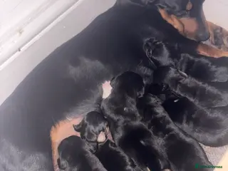 Jackshund dogs Dachshund x Jack Russel - Advert 1