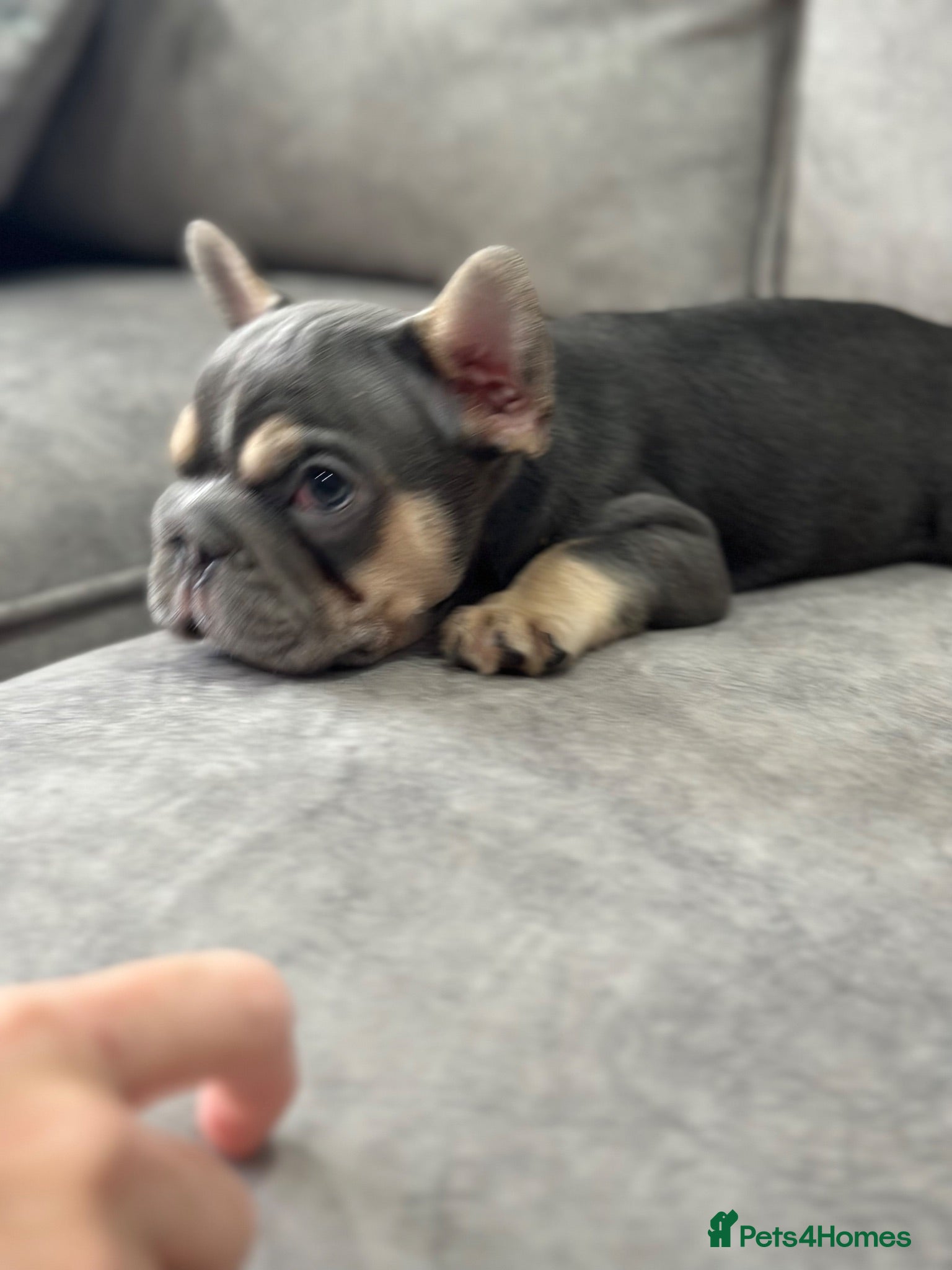 French Bulldog dogs French bulldog puppies  - Advert 15