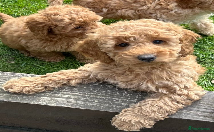 Cockapoo dogs - Advert 9