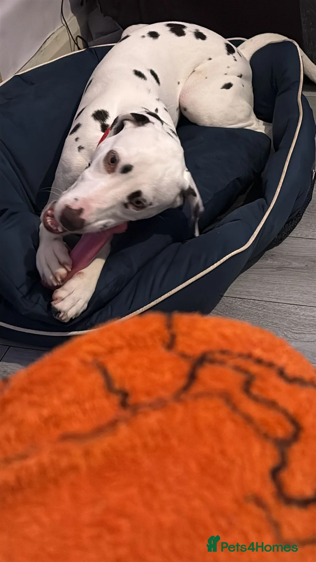 Dalmatian dogs for sale: 8 month old Dalmation  - Advert 2