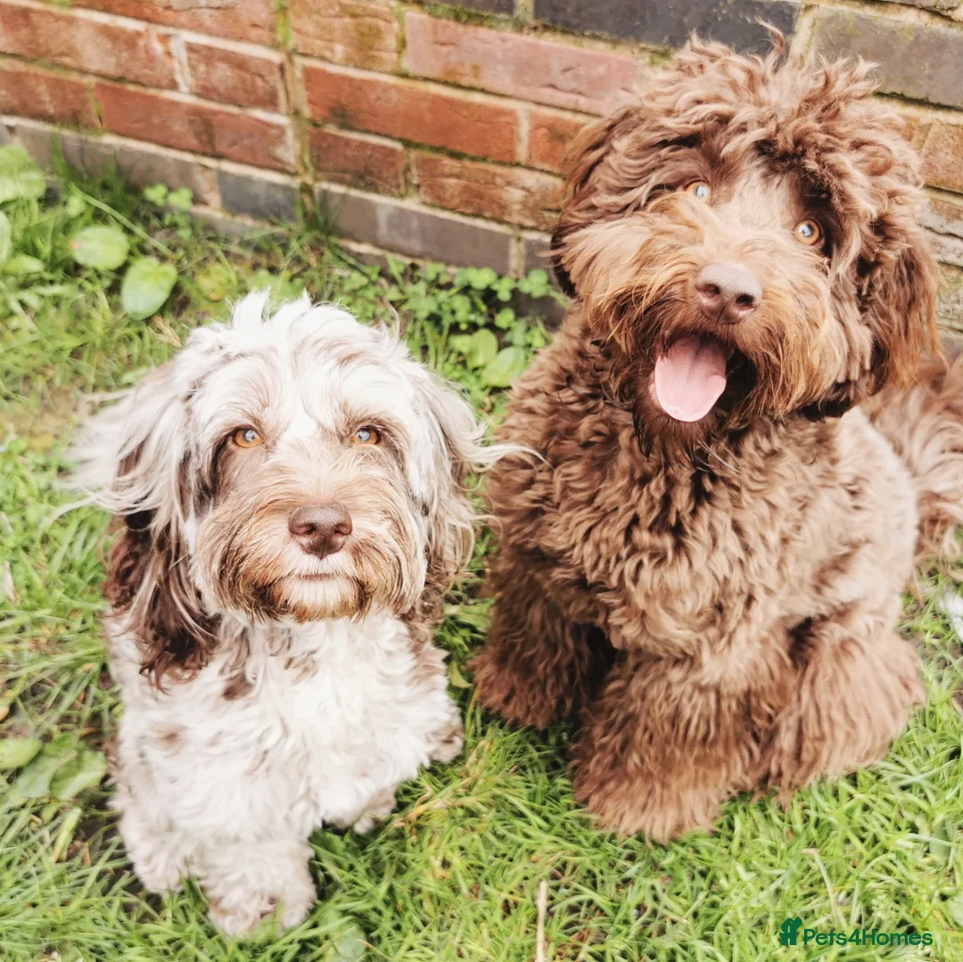 Cockapoo dogs for stud: *PROVEN* DNA Health Tested Chocolate Cockapoo STUD in Manchester - Advert 4
