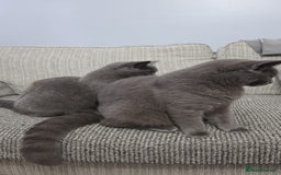 British Shorthair cats for sale: British short hair  - Advert 4
