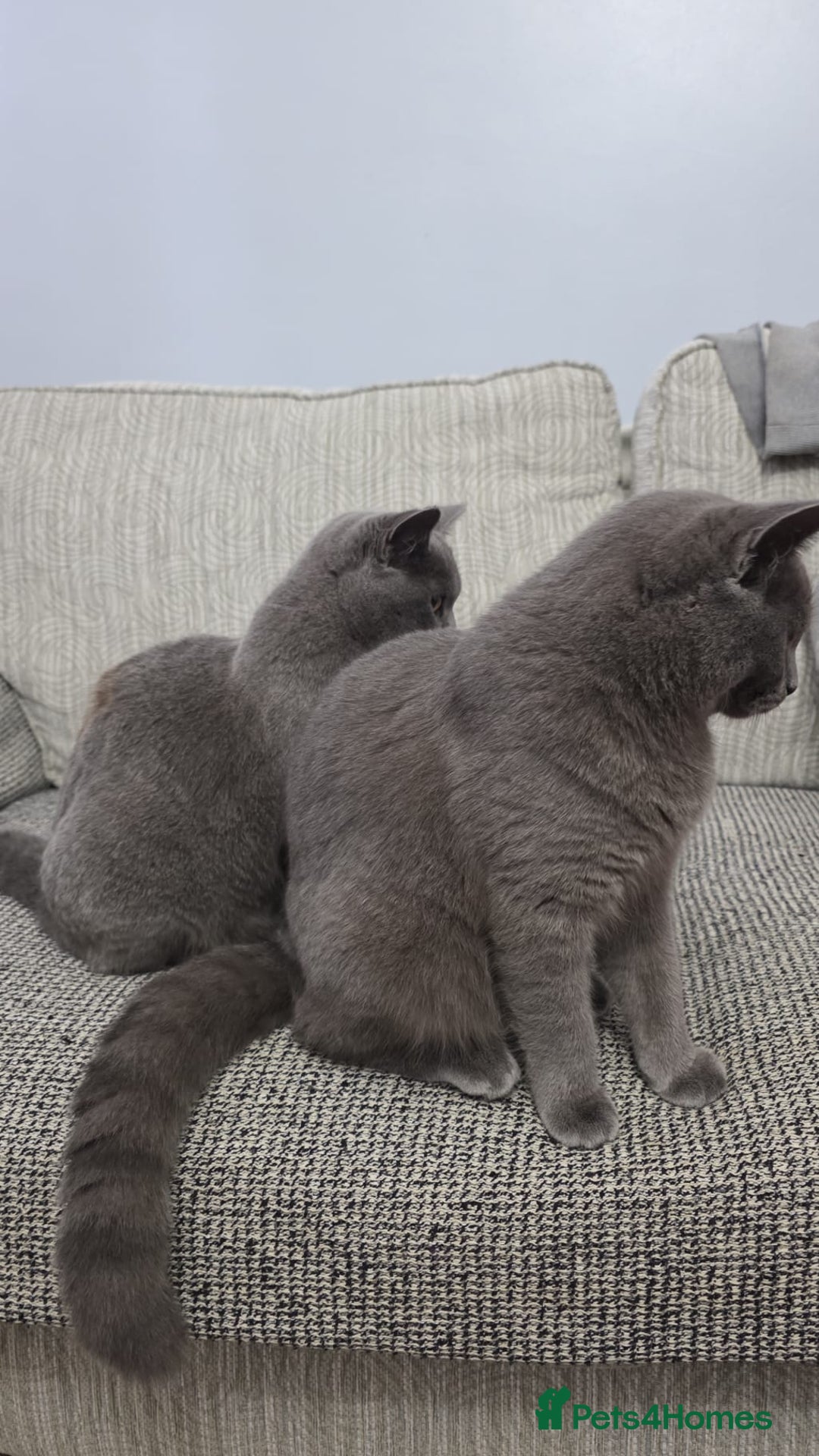 British Shorthair cats for sale: British short hair  - Advert 4