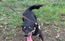 Mixed Breed dogs for adoption: Teya - Norwich Norfolk  - Image 13