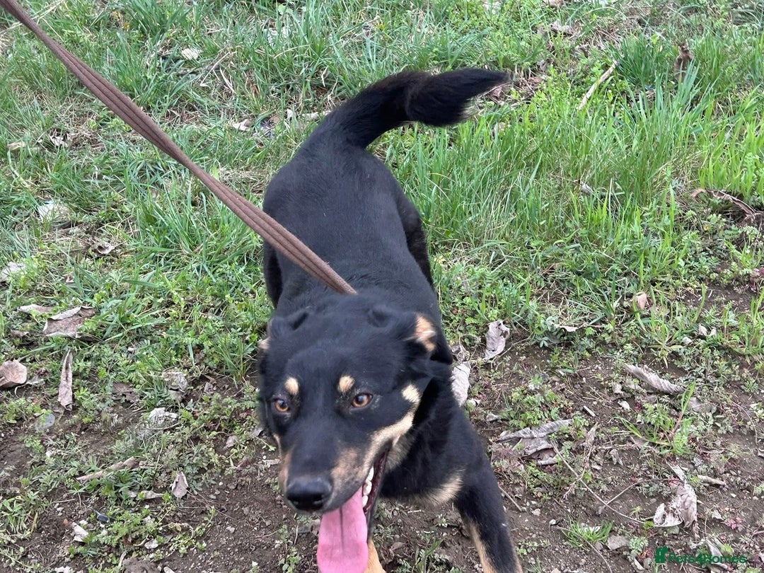 Mixed Breed dogs for adoption: Teya - Norwich Norfolk  - Image 13