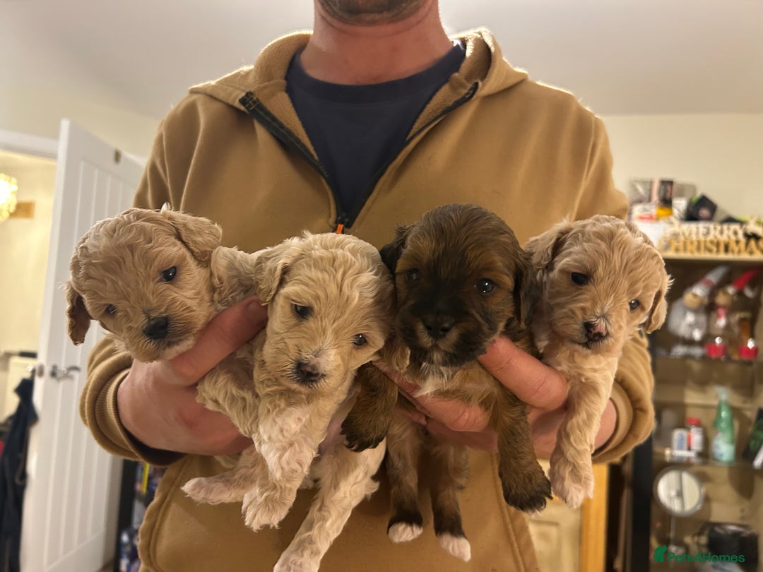 Lhasapoo dogs for sale: Lhasa apso x Toy poodle (hypoallergenic) lhasapoos - Advert 4